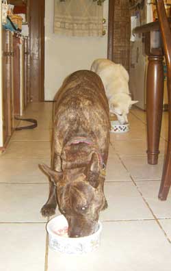 Two of the Author's dogs eating a raw breakfast--vertical version