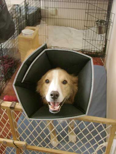 Using x-pens and baby gates to provide a safe haven for a sick or infirm dog