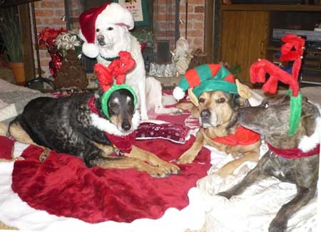 Happy Holiday events in the multiple dog home