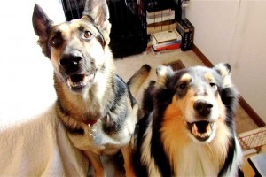 Picture of dogs barking at (greeting) someone at the door.