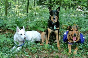 Hiking with multiple dogs