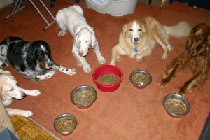 Five dogs wait for their cue to eat dinner.