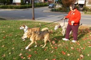 Walking more than one dog is not an easy feat. Teaching focus on you as the person holding the leash is your first order of business.