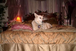 Kera: Princess of the Bed