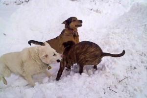 The three "old" dogs love the snow.