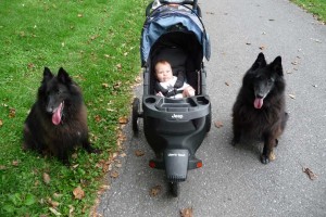 Babies should never be left unattended with dogs.