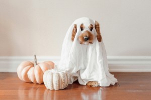 RentDogHalloweenphoto